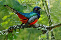 SURUCUÁ (Trogon surrucura)